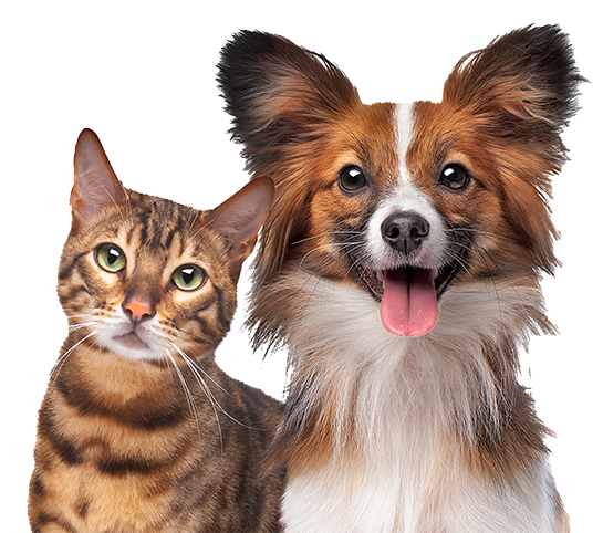 a dog and a cat are sitting next to each other