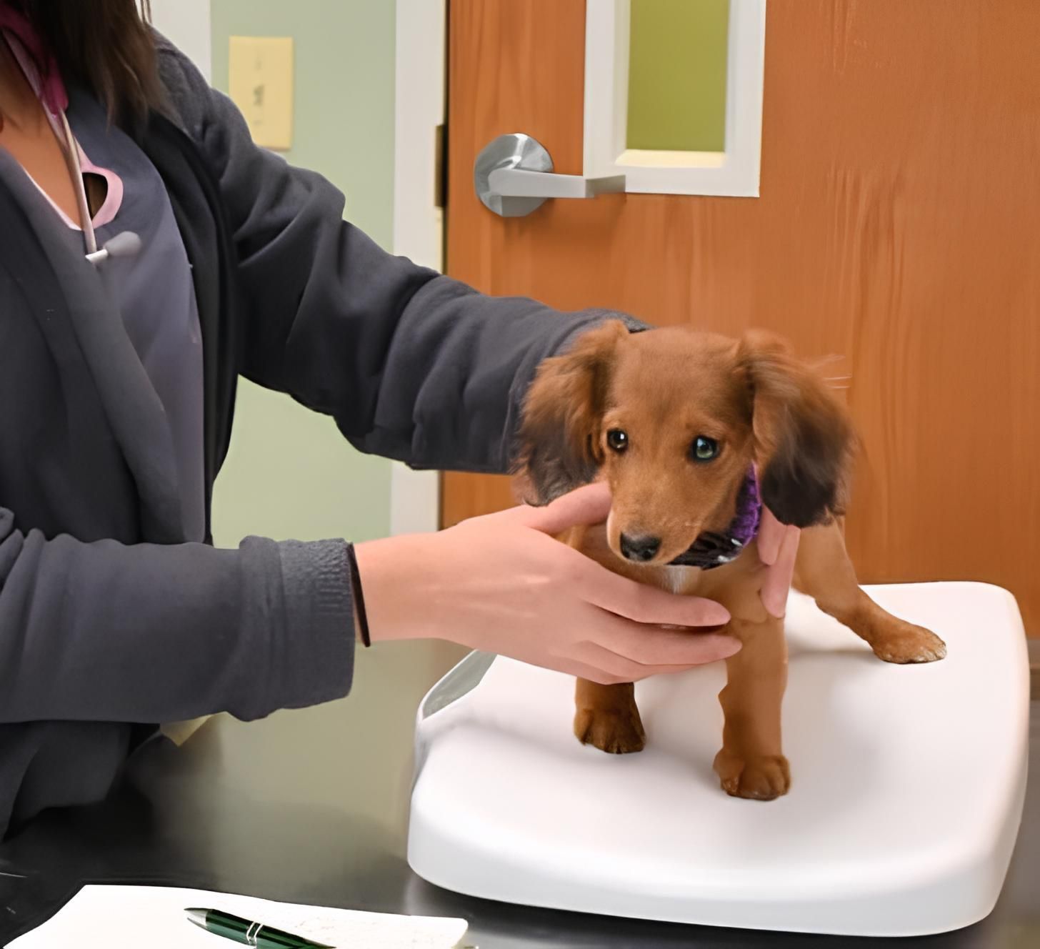 a woman is holding a small brown dog on a scale