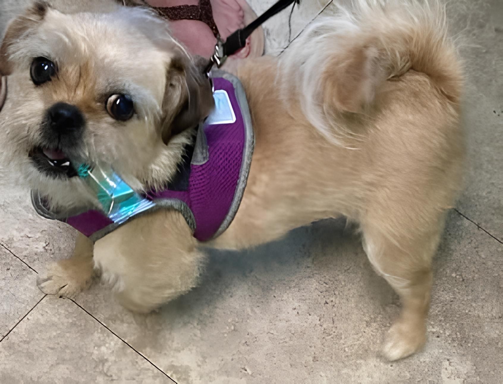 a small dog wearing a purple harness is standing on a tiled floor