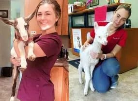 a woman is holding a baby goat in her arms .