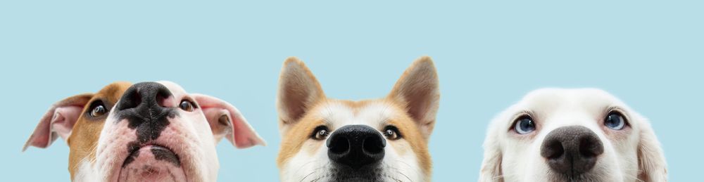 three dogs are looking up at the camera on a blue background .