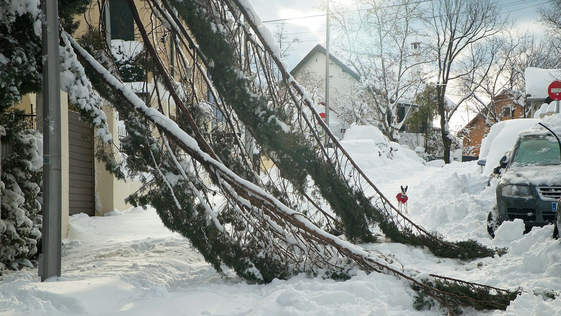 Snow-covered tree branches are blocking a snowy street with parked cars in State College.
