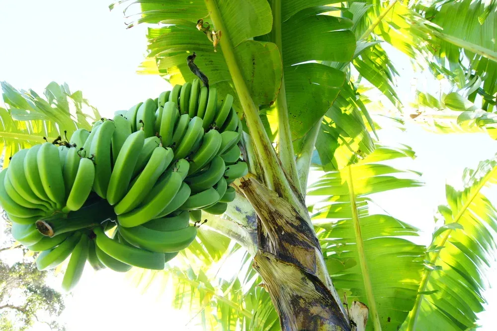 Green Bananas Hanging From a Banana Tree — North Queensland Independant Fuel Services in Slade Point, QLD