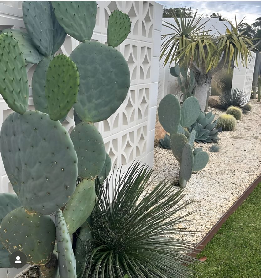 A Cactus Is Growing In Front Of A White Wall — Creative Landscapes Coffs Harbour In Korora, NSW