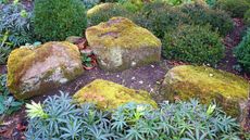 A group of rocks covered in moss in a garden surrounded by plants.