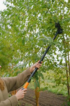 A woman is cutting a tree branch with a pair of scissors.