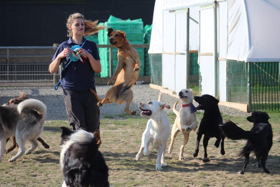 A woman is playing with a bunch of dogs in a field