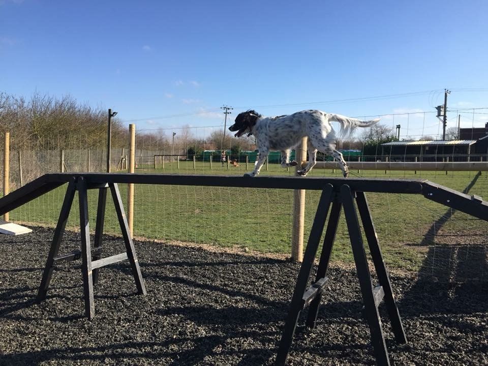 agility advanced training classes at Barehams Boarding & Daycare Centre Orsett, Grays, Thurrock