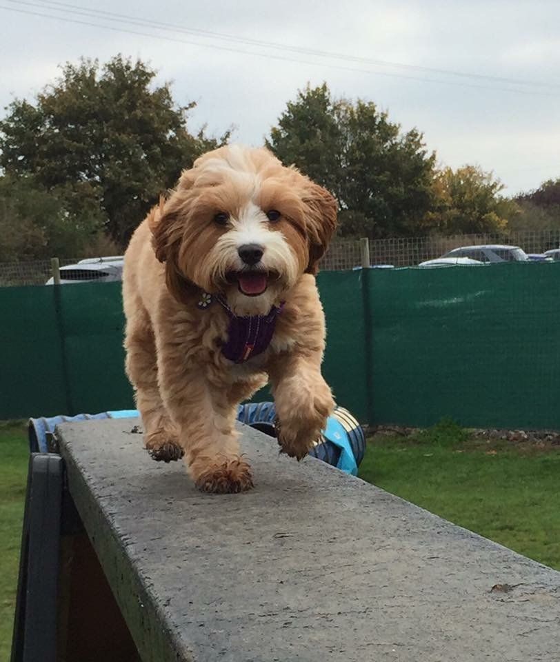 agility advanced training classes at Barehams Boarding & Daycare Centre Orsett, Grays, Thurrock