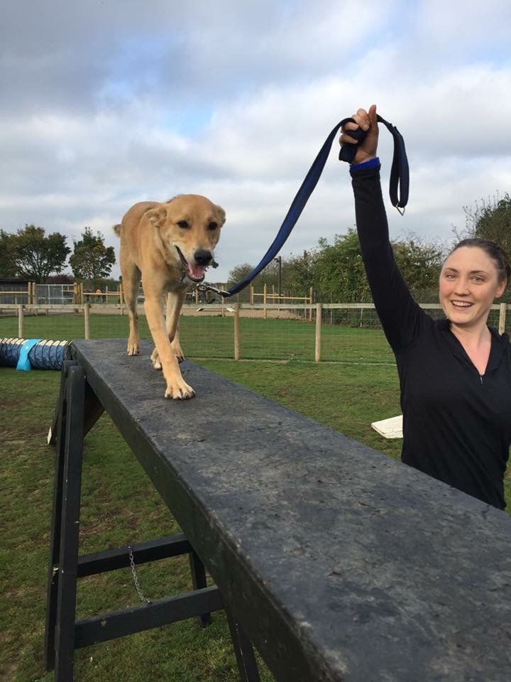 agility advanced training classes at Barehams Boarding & Daycare Centre Orsett, Grays, Thurrock