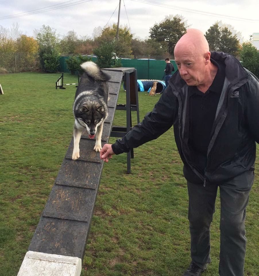 agility advanced training classes at Barehams Boarding & Daycare Centre Orsett, Grays, Thurrock
