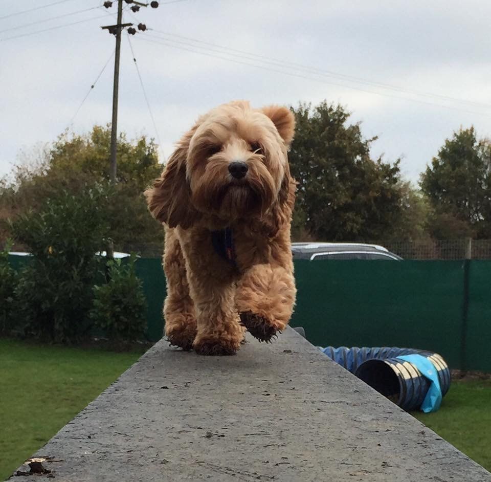 agility advanced training classes at Barehams Boarding & Daycare Centre Orsett, Grays, Thurrock