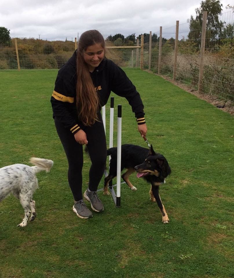 agility advanced training classes at Barehams Boarding & Daycare Centre Orsett, Grays, Thurrock