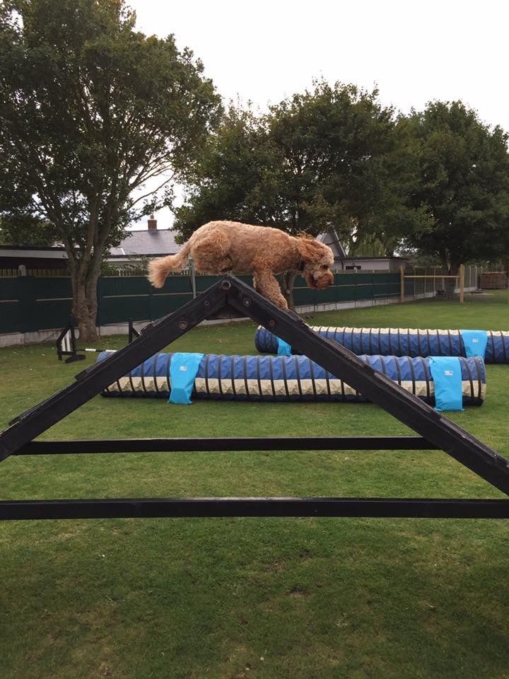 agility advanced training classes at Barehams Boarding & Daycare Centre Orsett, Grays, Thurrock