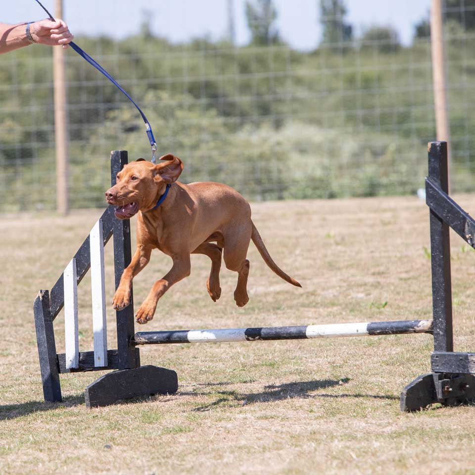 agility advanced training classes at Barehams Boarding & Daycare Centre Orsett, Grays, Thurrock