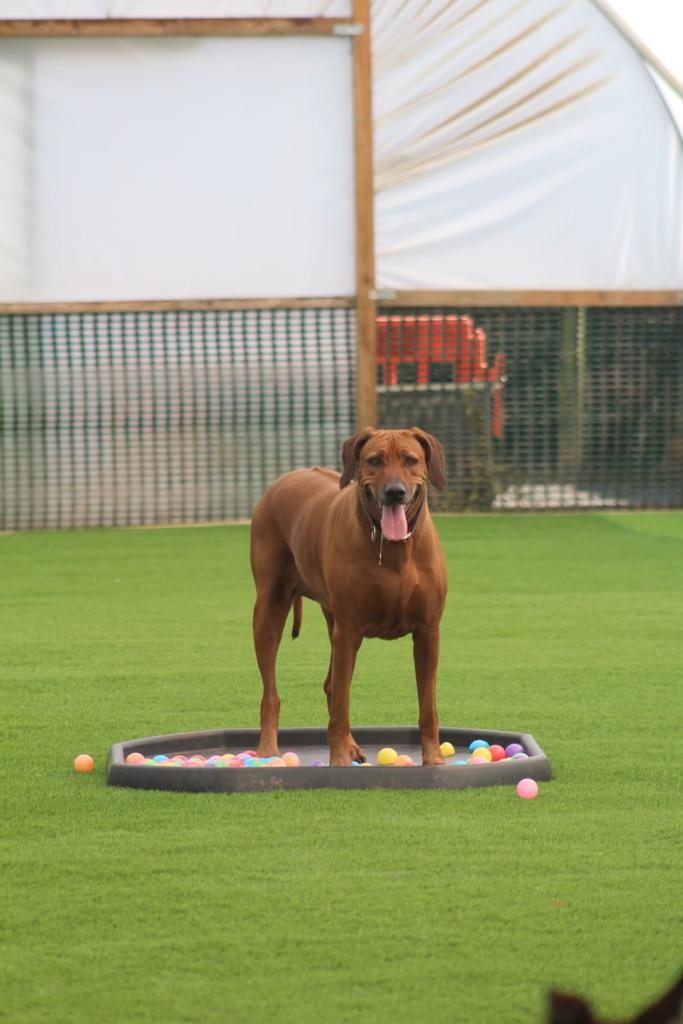 A brown dog is standing on a tray of balls on a lush green field.