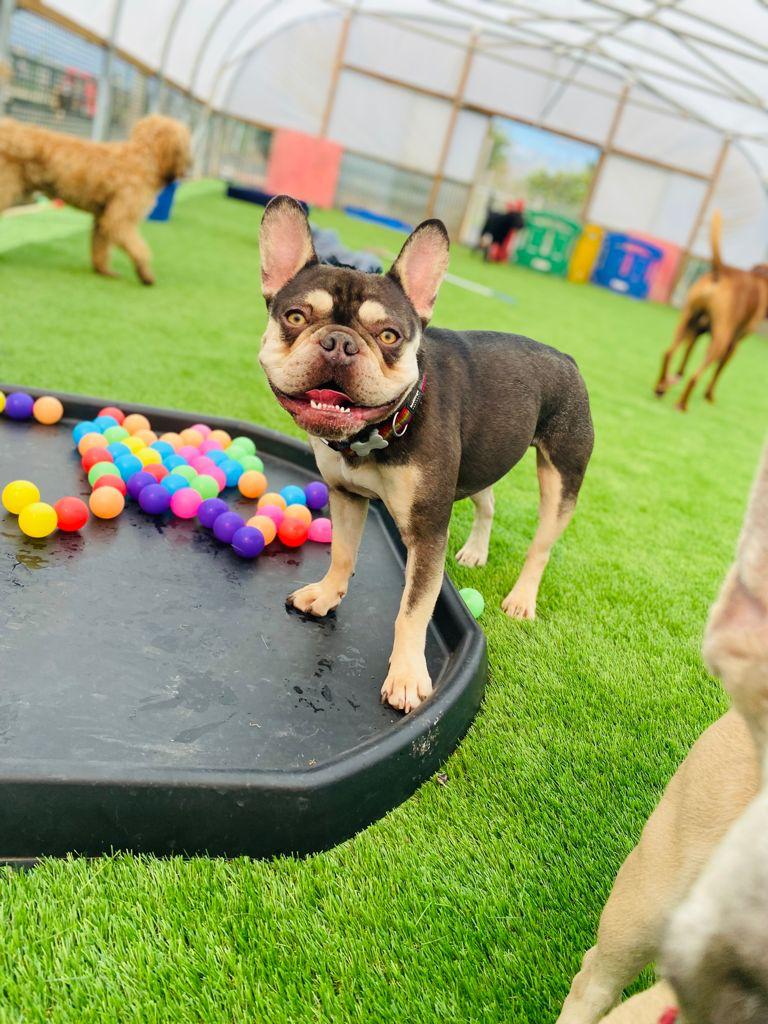 A dog is standing next to a tray of colorful balls on the grass.