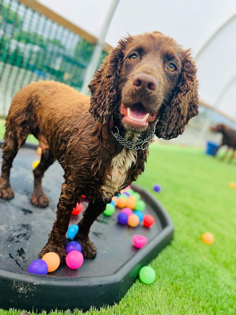 A brown dog is standing on a tray filled with colorful balls.