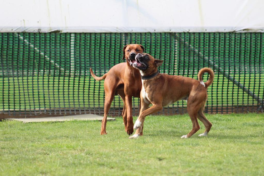 Two brown dogs are playing in a grassy field.