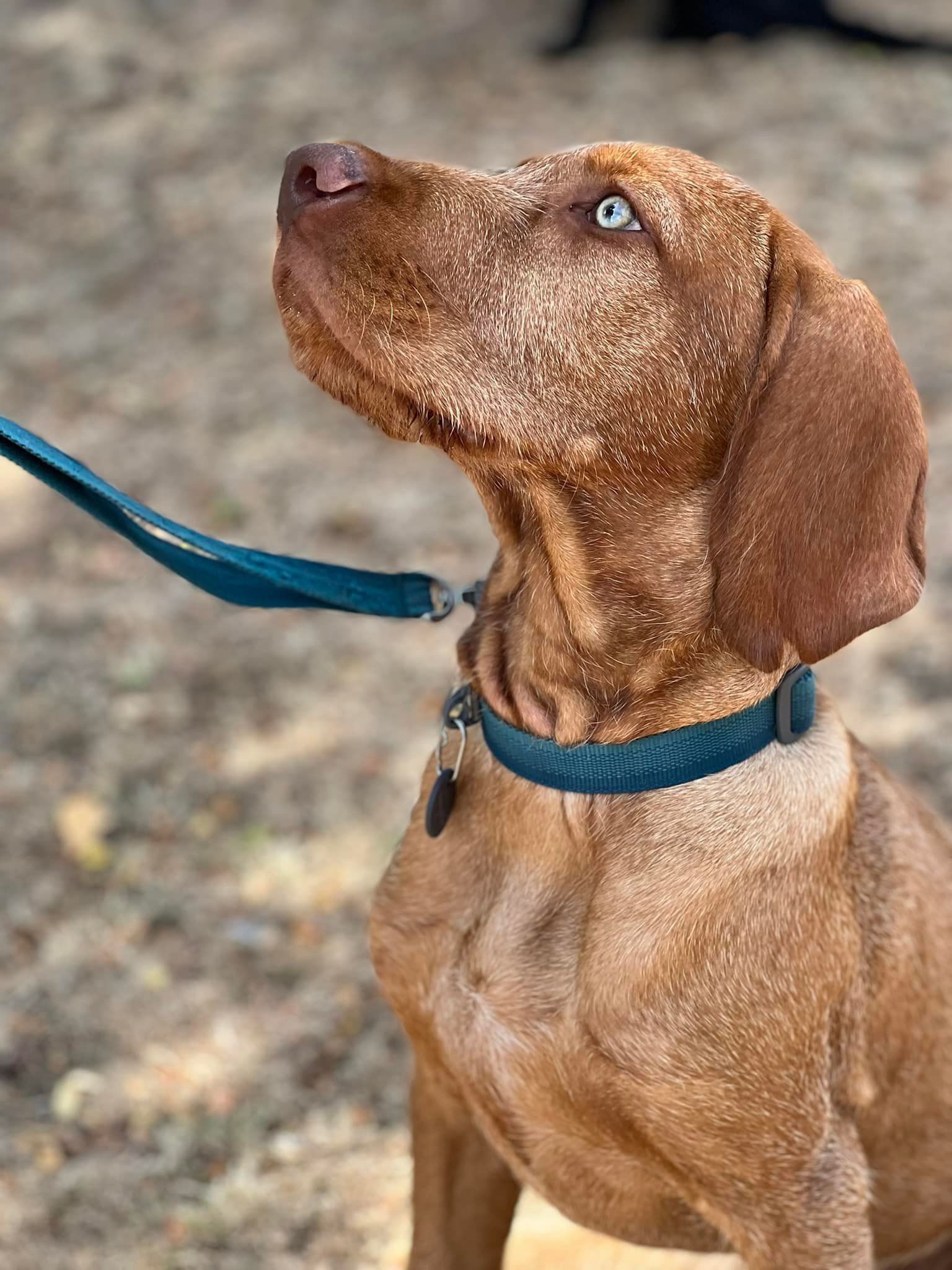 A brown dog wearing a blue collar and leash is looking up  at Barehams