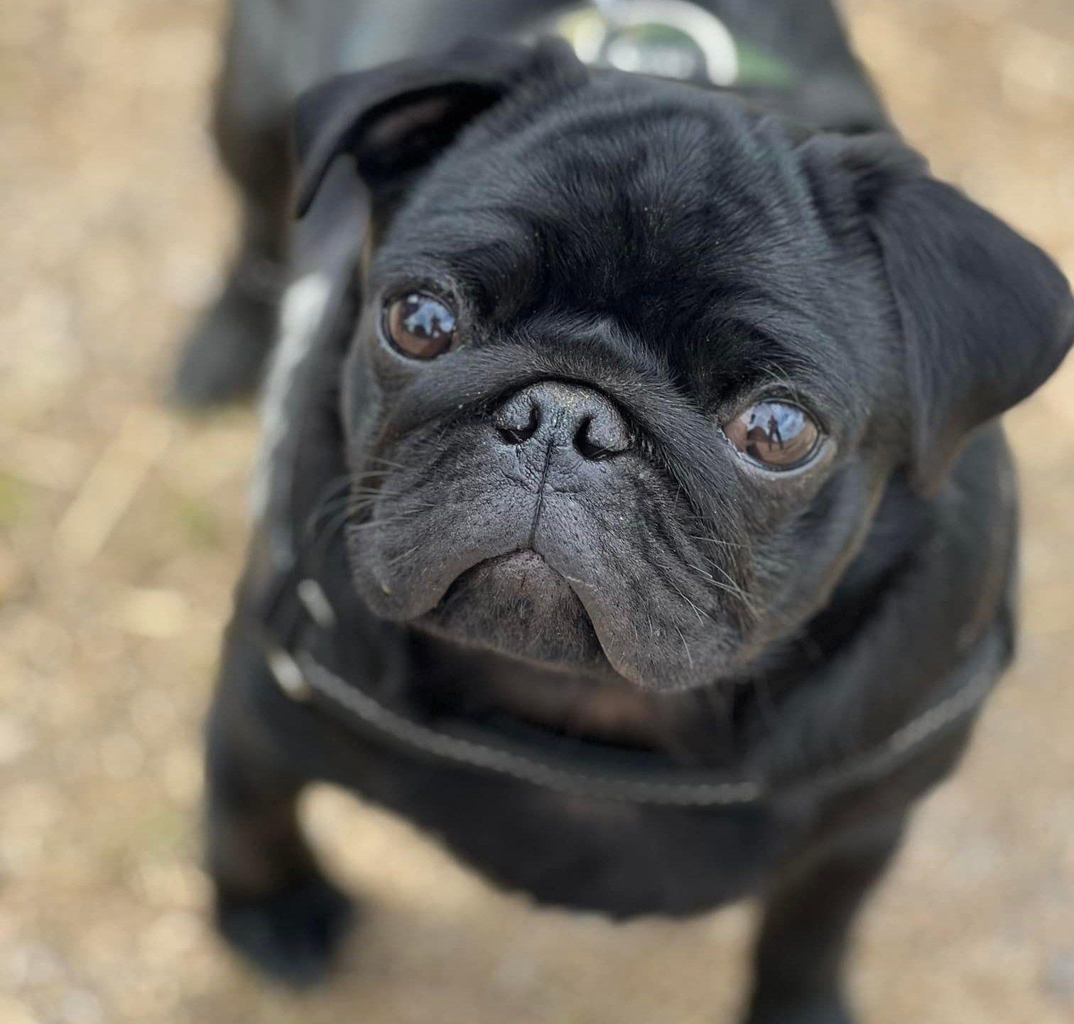A black pug dog looking up at the camera