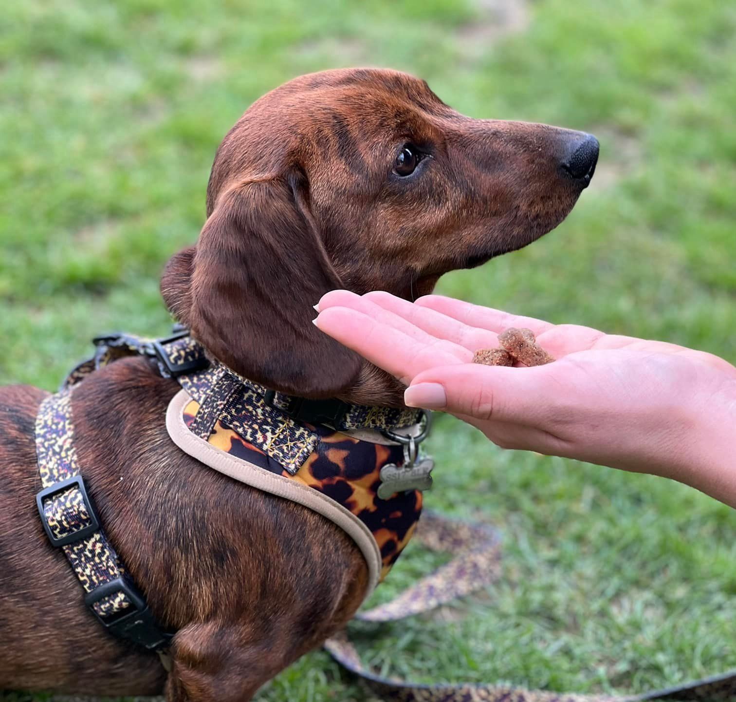 A dachshund wearing a harness is being fed by a person 's hand