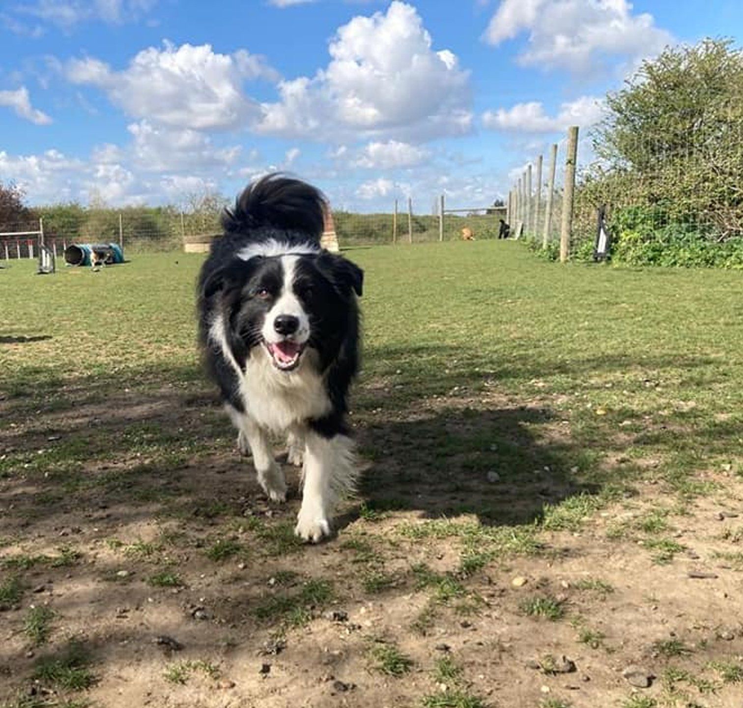 A black and white dog is running in a grassy field