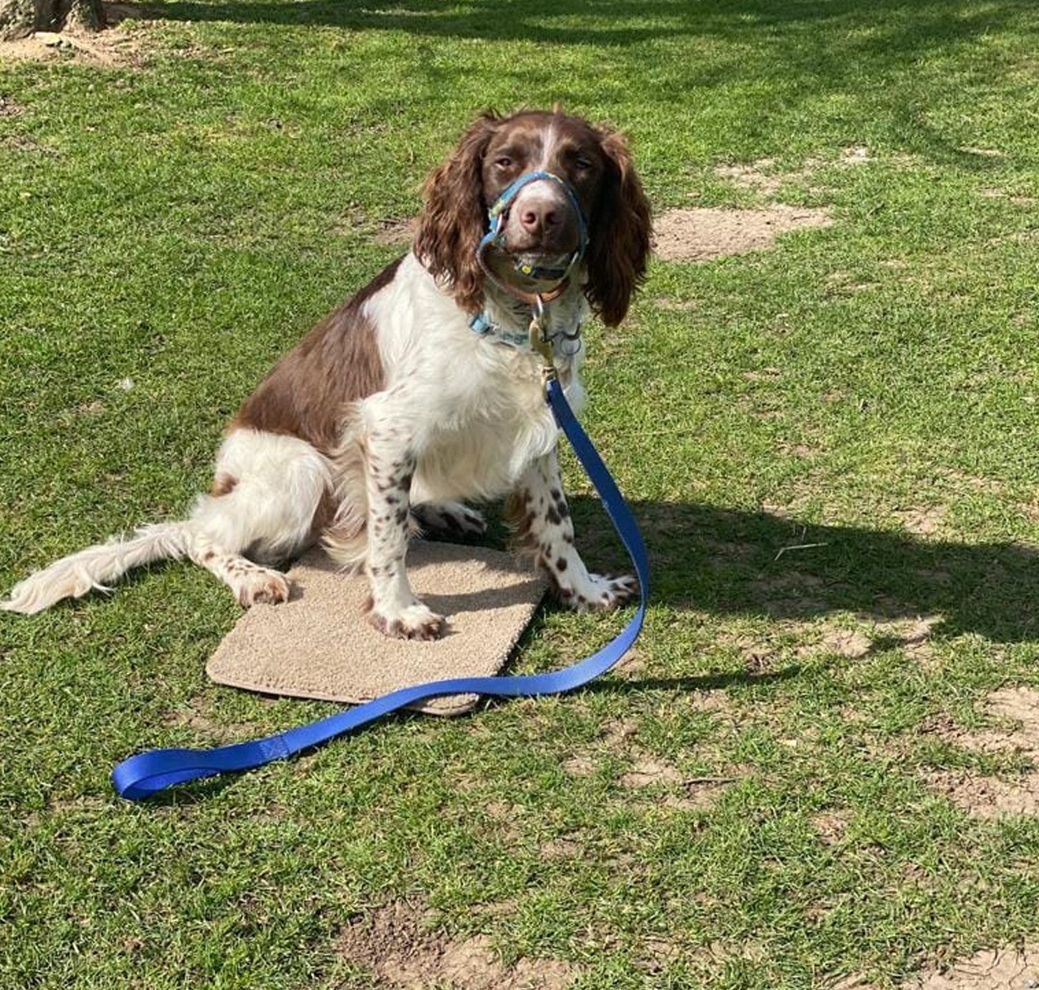 A brown and white dog wearing a blue leash is sitting in the grass.