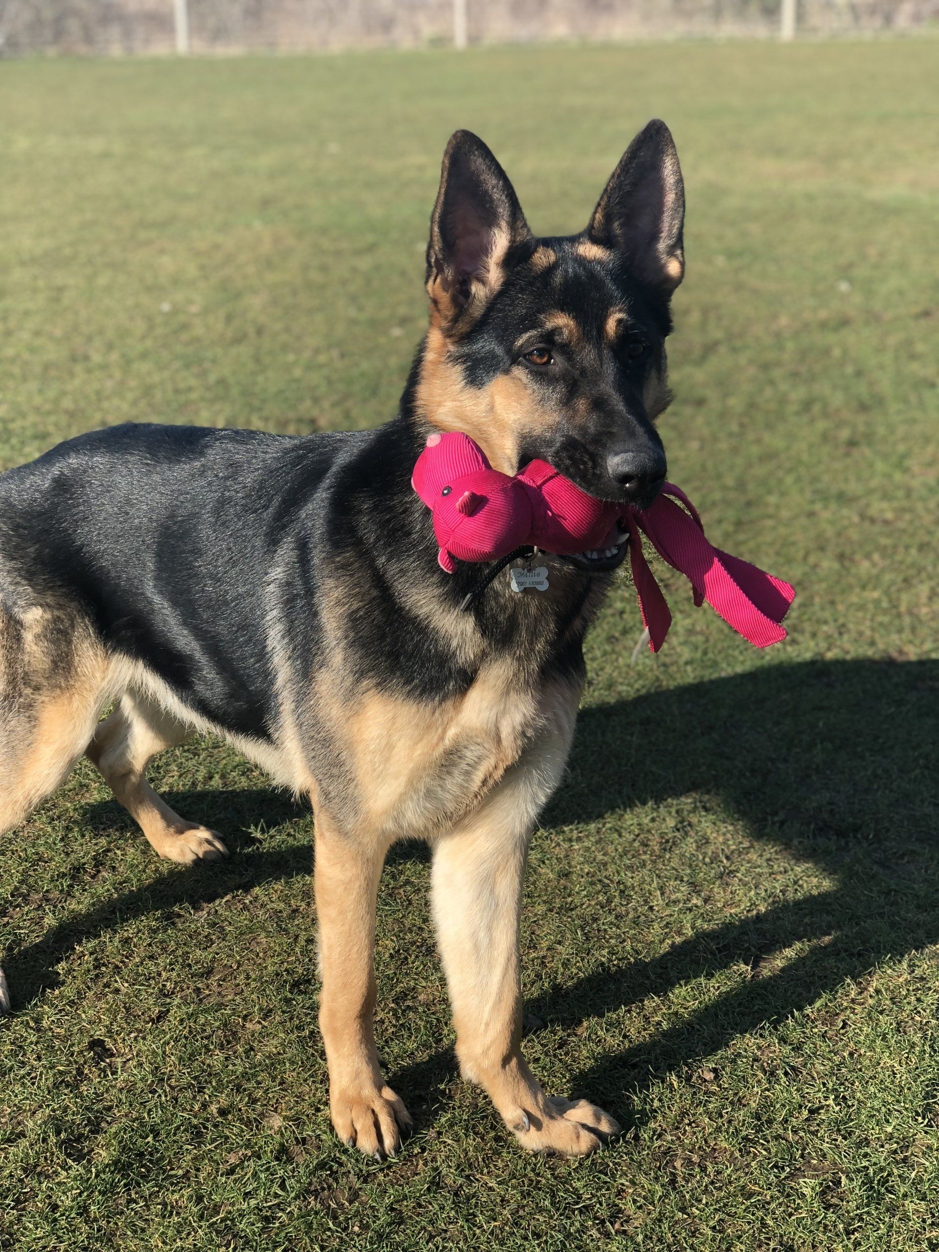 Home from home boarding kennels at Barehams Kennels in Orsett, Grays.