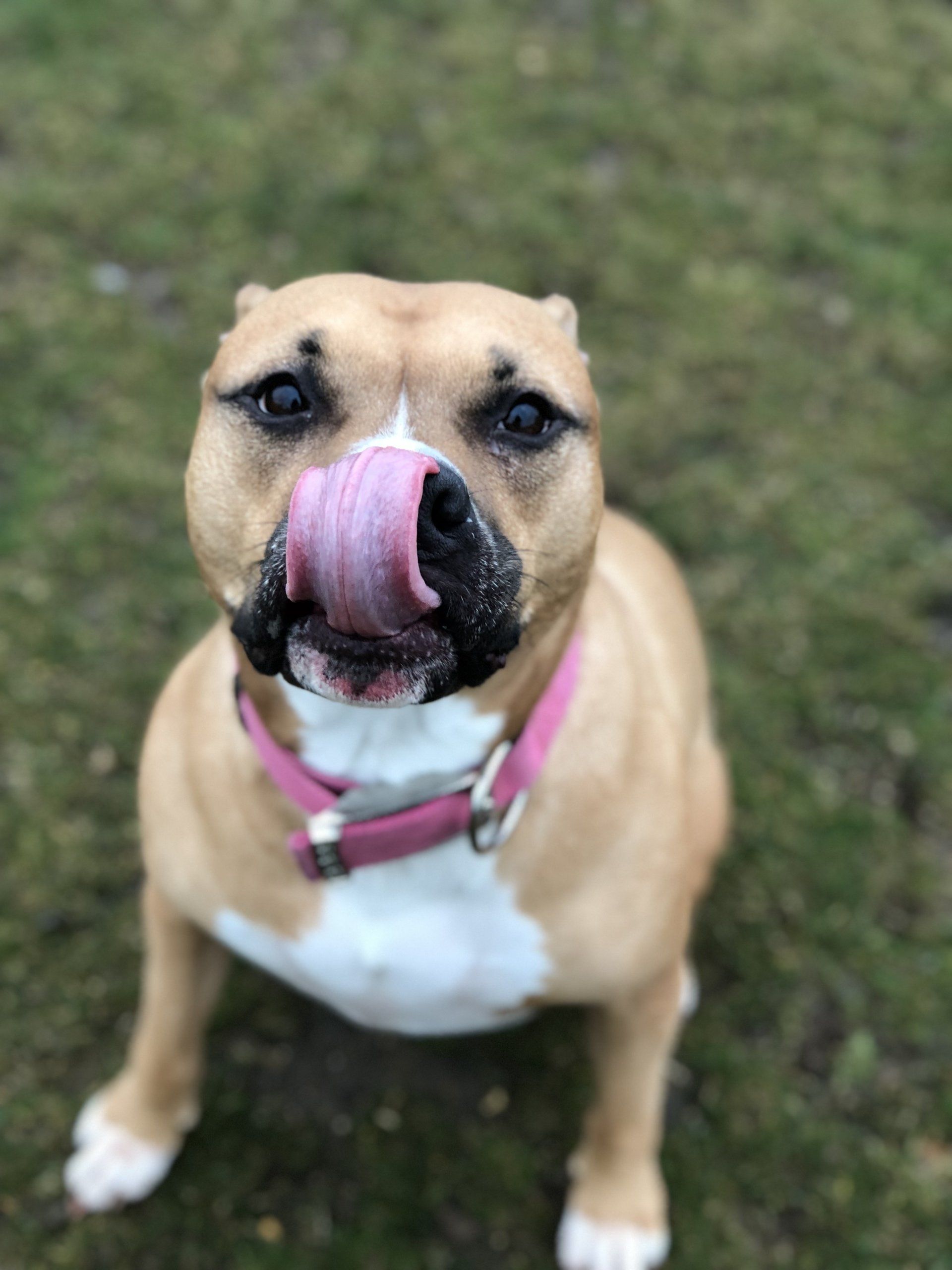Home from home boarding kennels at Barehams Kennels in Orsett, Grays.