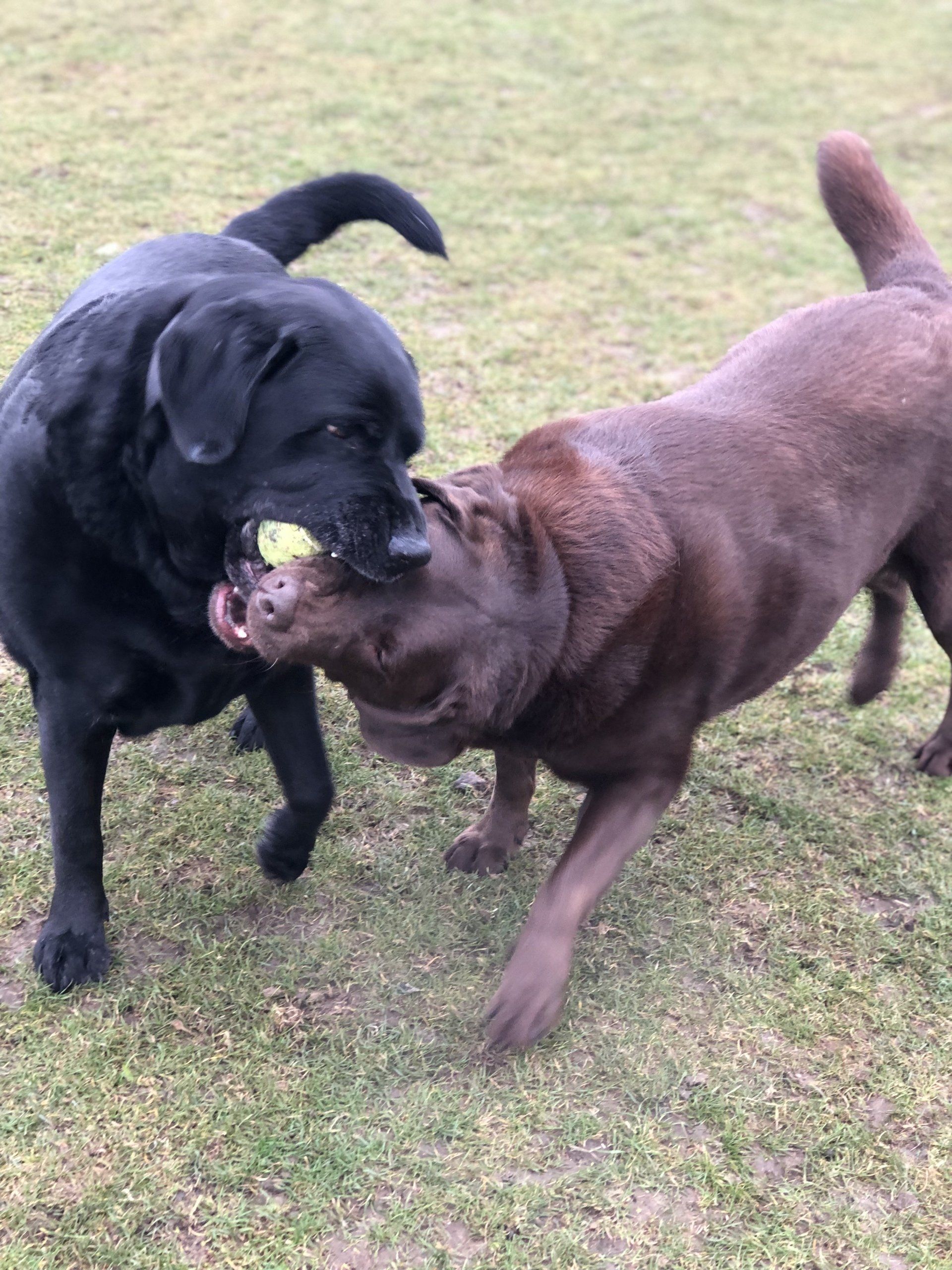 Home from home boarding kennels at Barehams Kennels in Orsett, Grays.