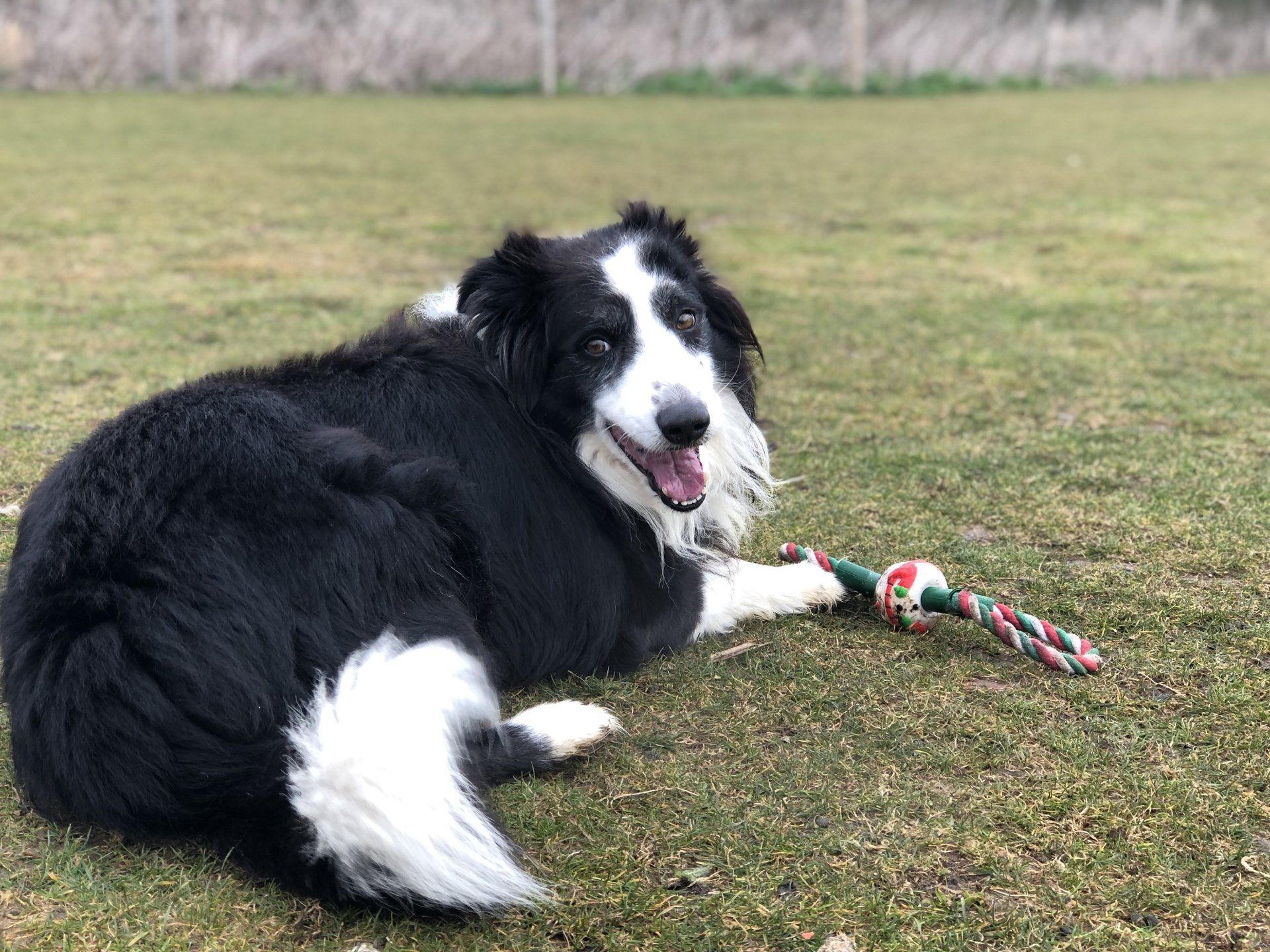 Home from home boarding kennels at Barehams Kennels in Orsett, Grays.