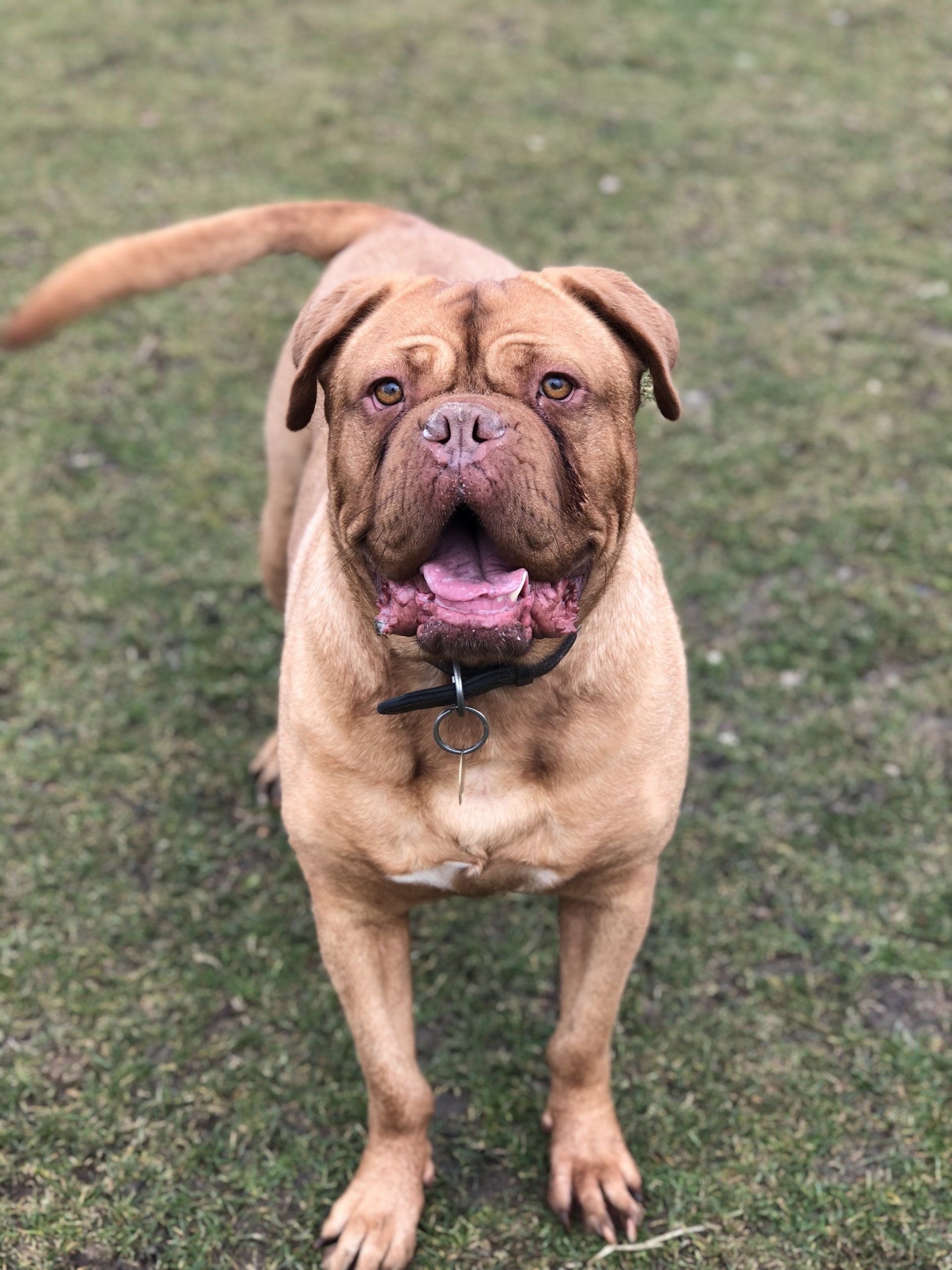 Home from home boarding kennels at Barehams Kennels in Orsett, Grays.