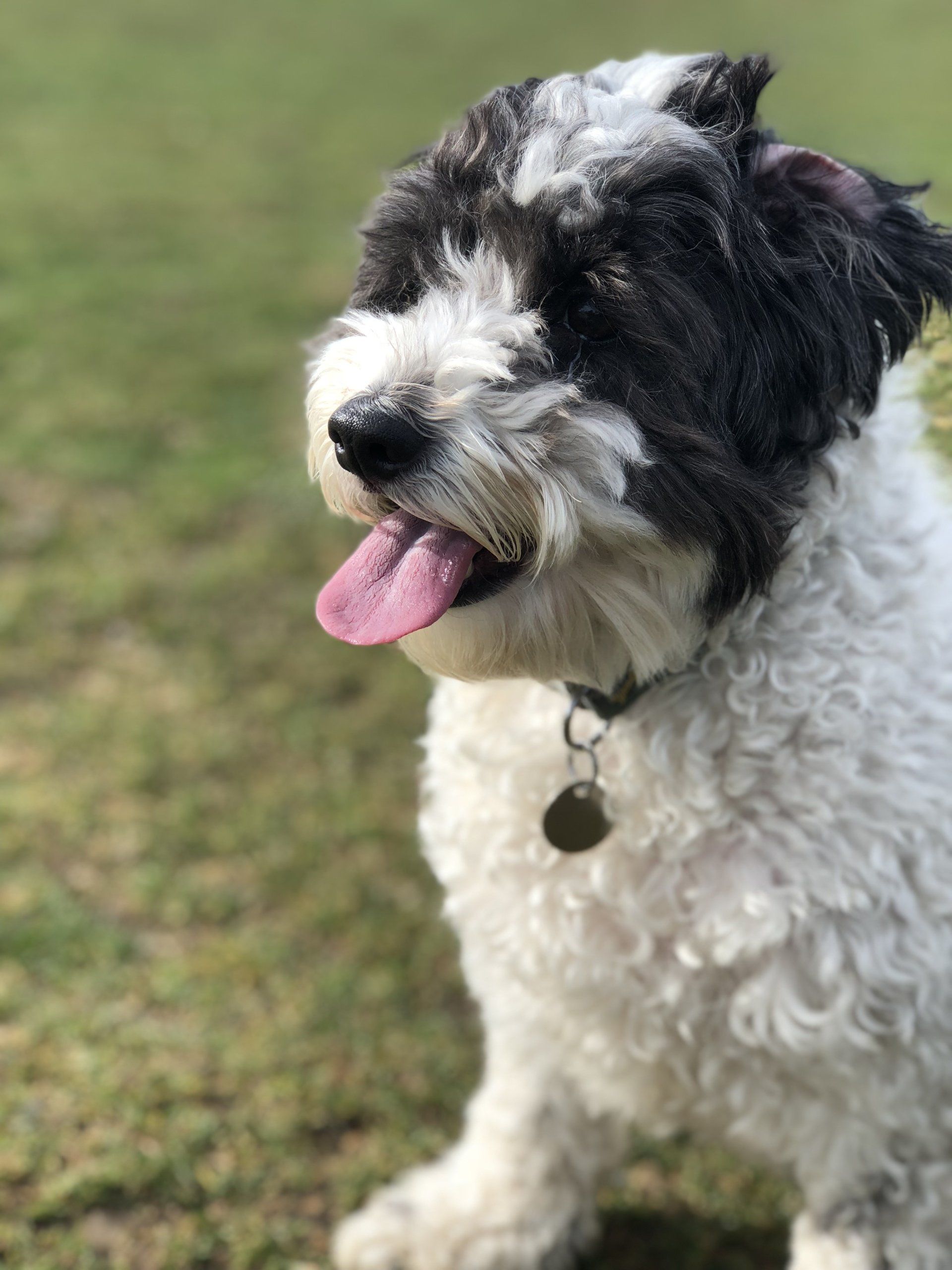 Home from home boarding kennels at Barehams Kennels in Orsett, Grays.
