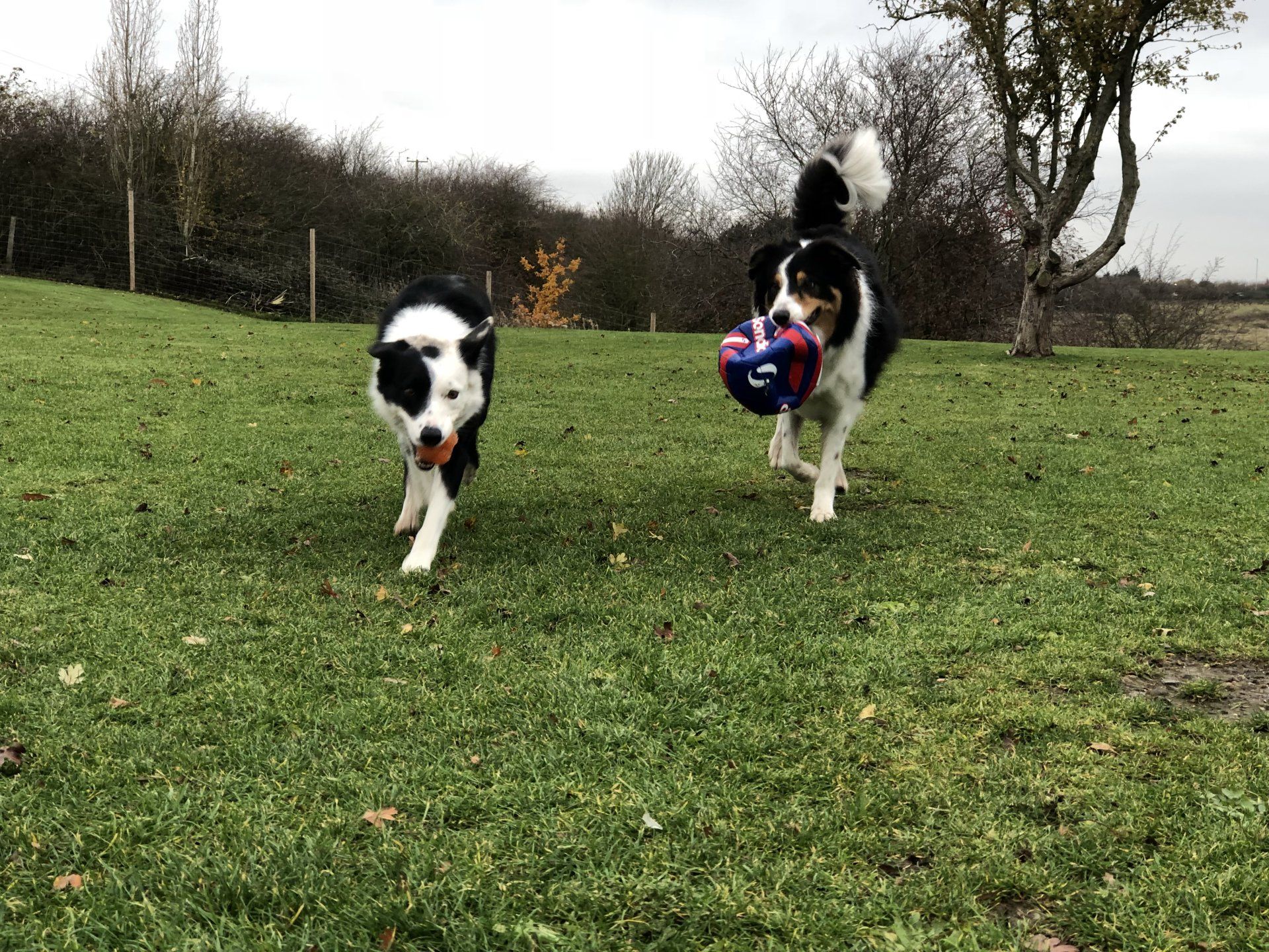 Home from home boarding kennels at Barehams Kennels in Orsett, Grays.