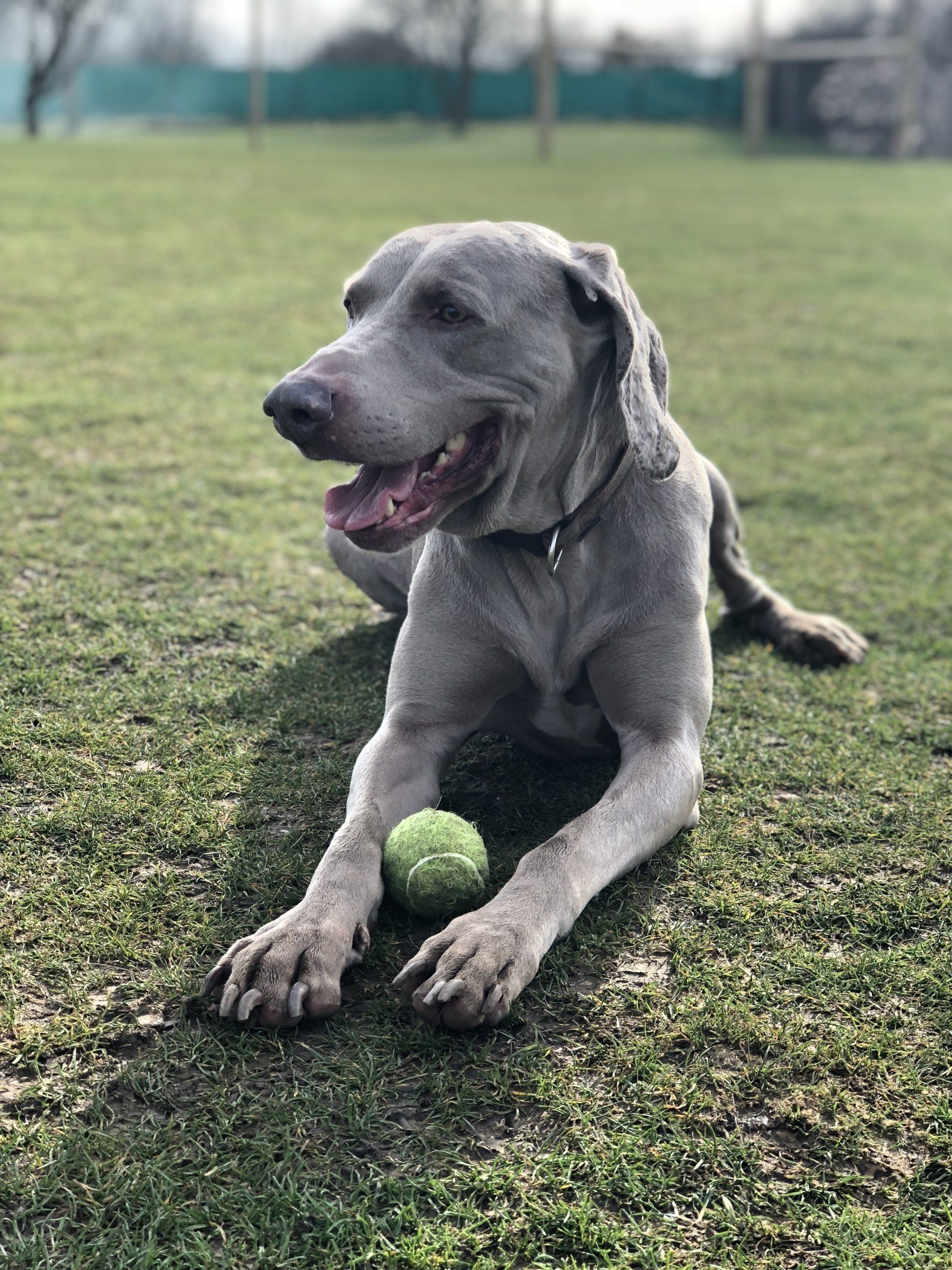 Home from home boarding kennels at Barehams Kennels in Orsett, Grays.