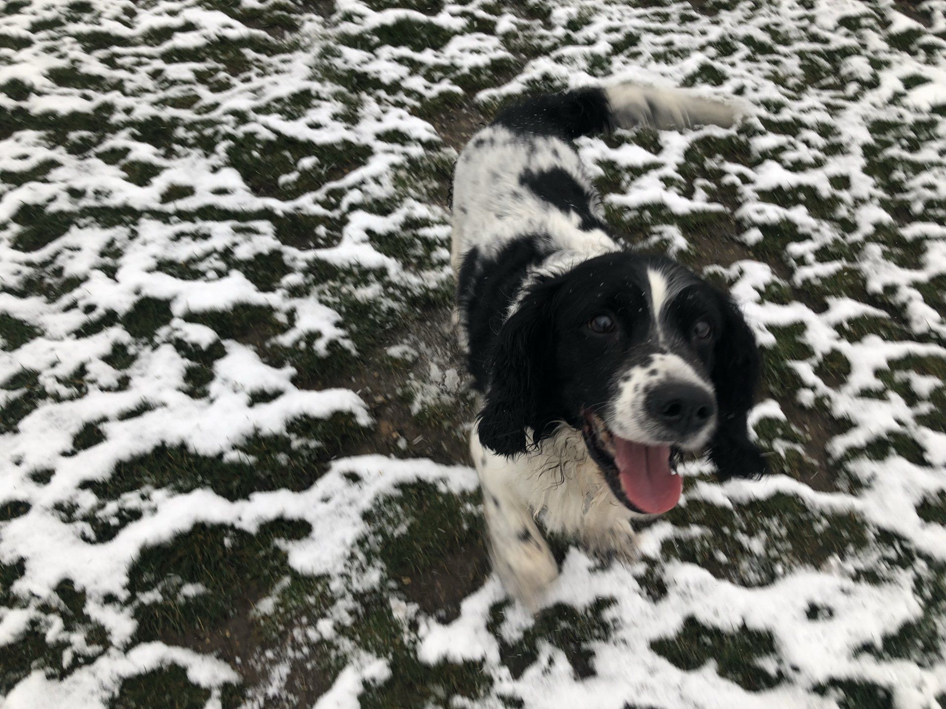 Home from home boarding kennels at Barehams Kennels in Orsett, Grays.
