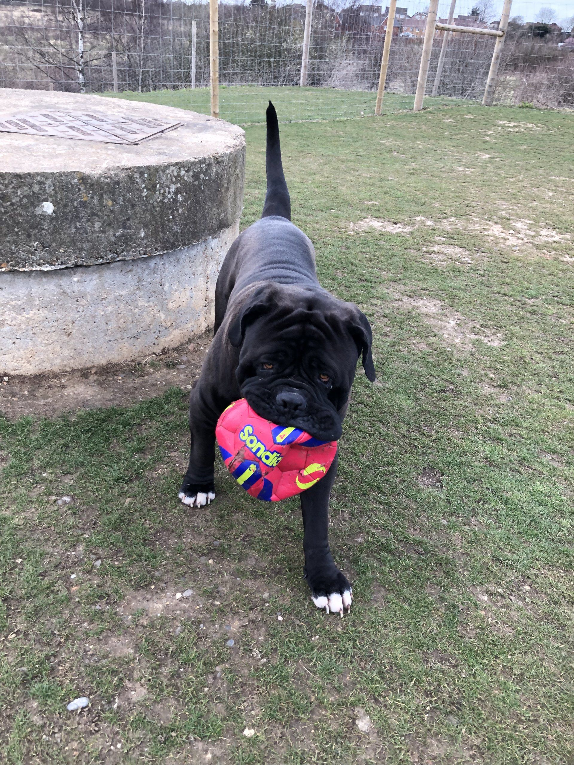 Home from home boarding kennels at Barehams Kennels in Orsett, Grays.