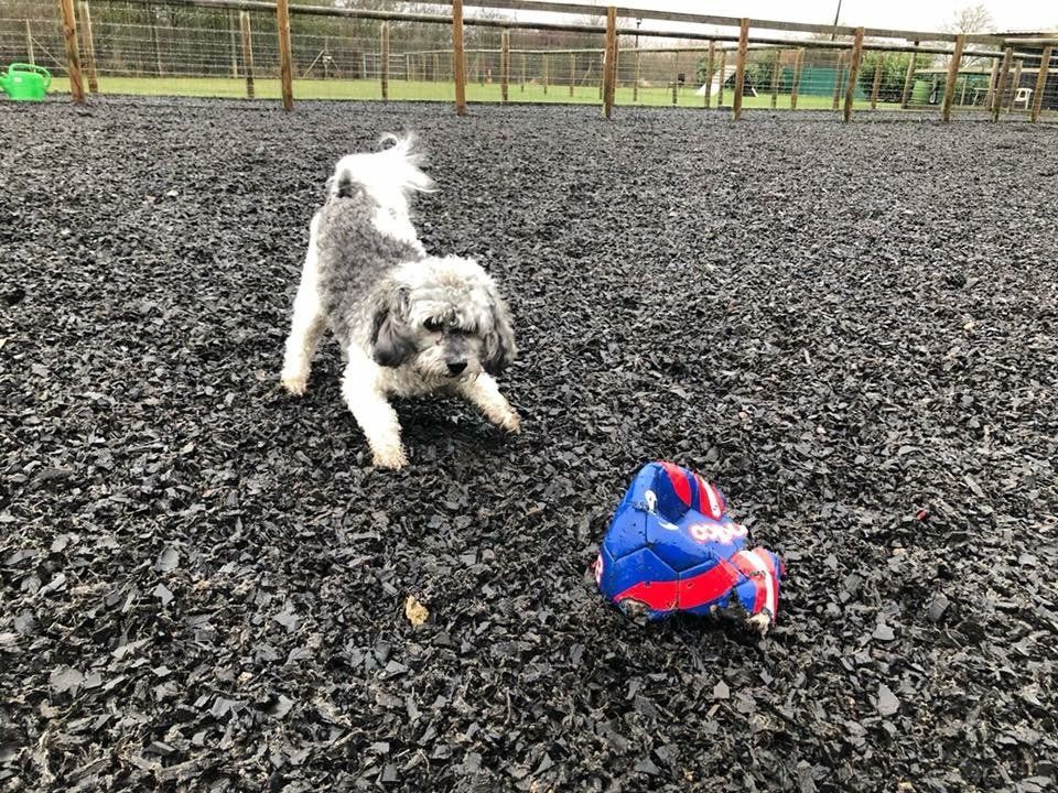 Home from home boarding kennels at Barehams Kennels in Orsett, Grays.
