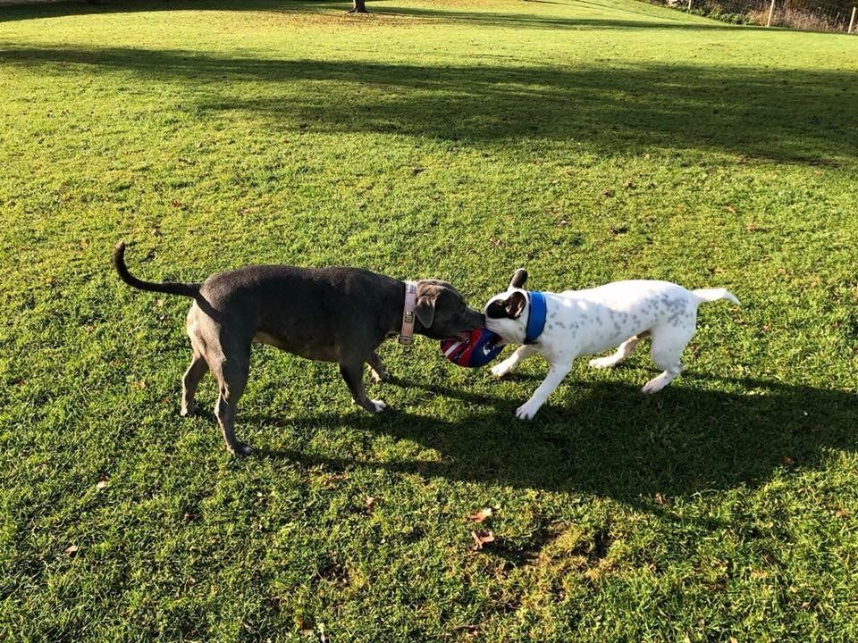 Home from home boarding kennels at Barehams Kennels in Orsett, Grays.