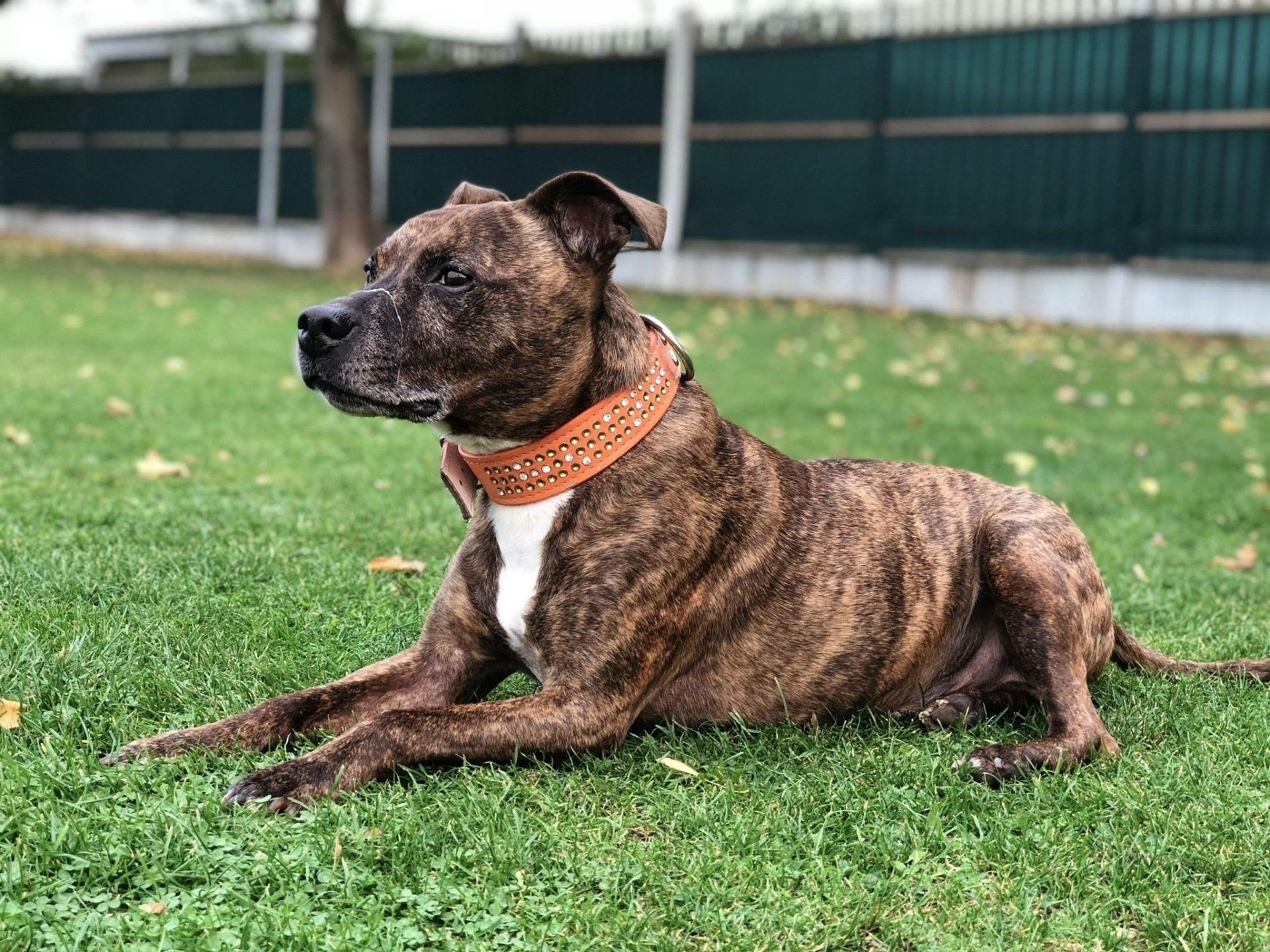 Home from home boarding kennels at Barehams Kennels in Orsett, Grays.