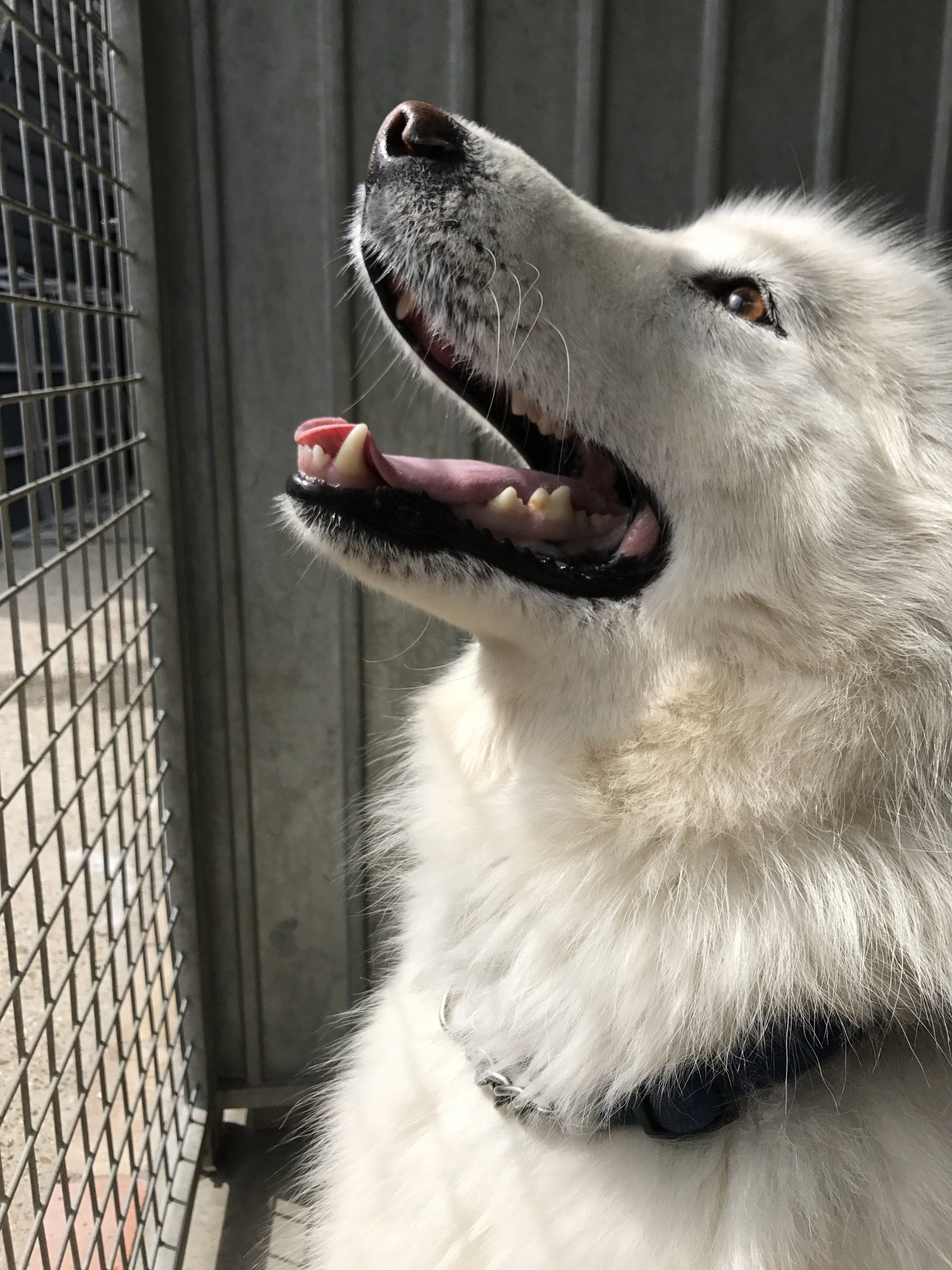 Home from home boarding kennels at Barehams Kennels in Orsett, Grays.