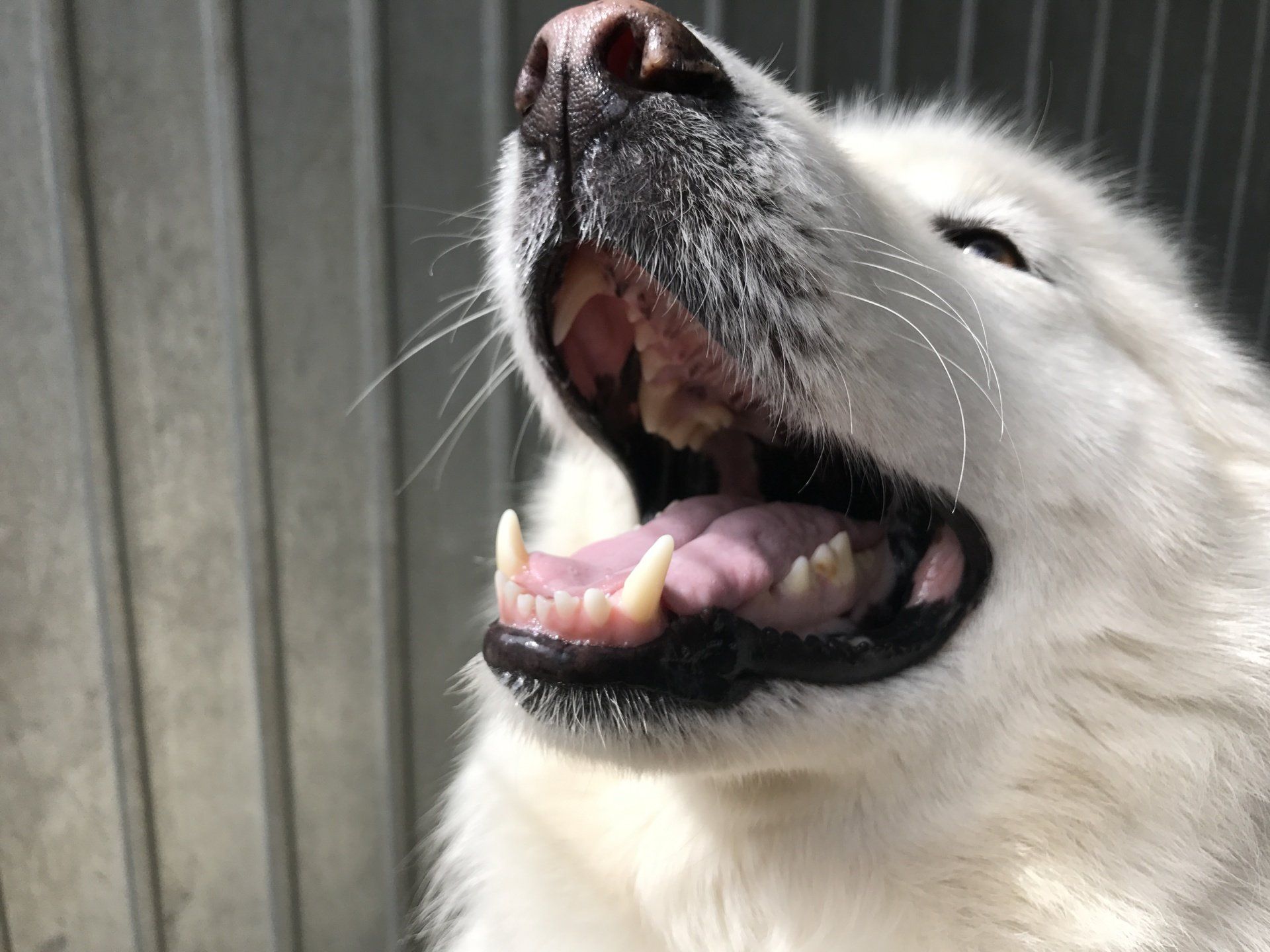 Home from home boarding kennels at Barehams Kennels in Orsett, Grays.