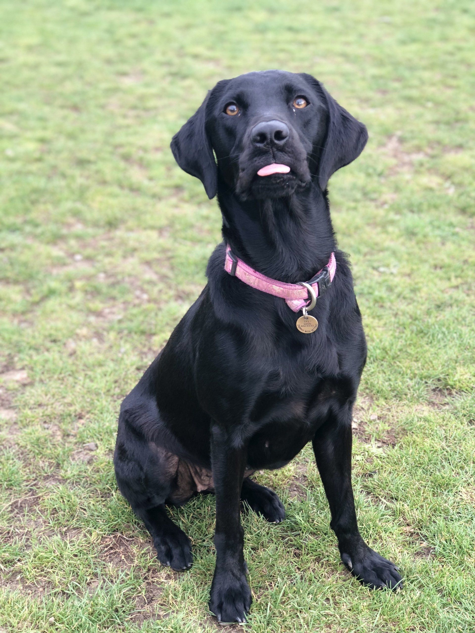 Home from home boarding kennels at Barehams Kennels in Orsett, Grays.