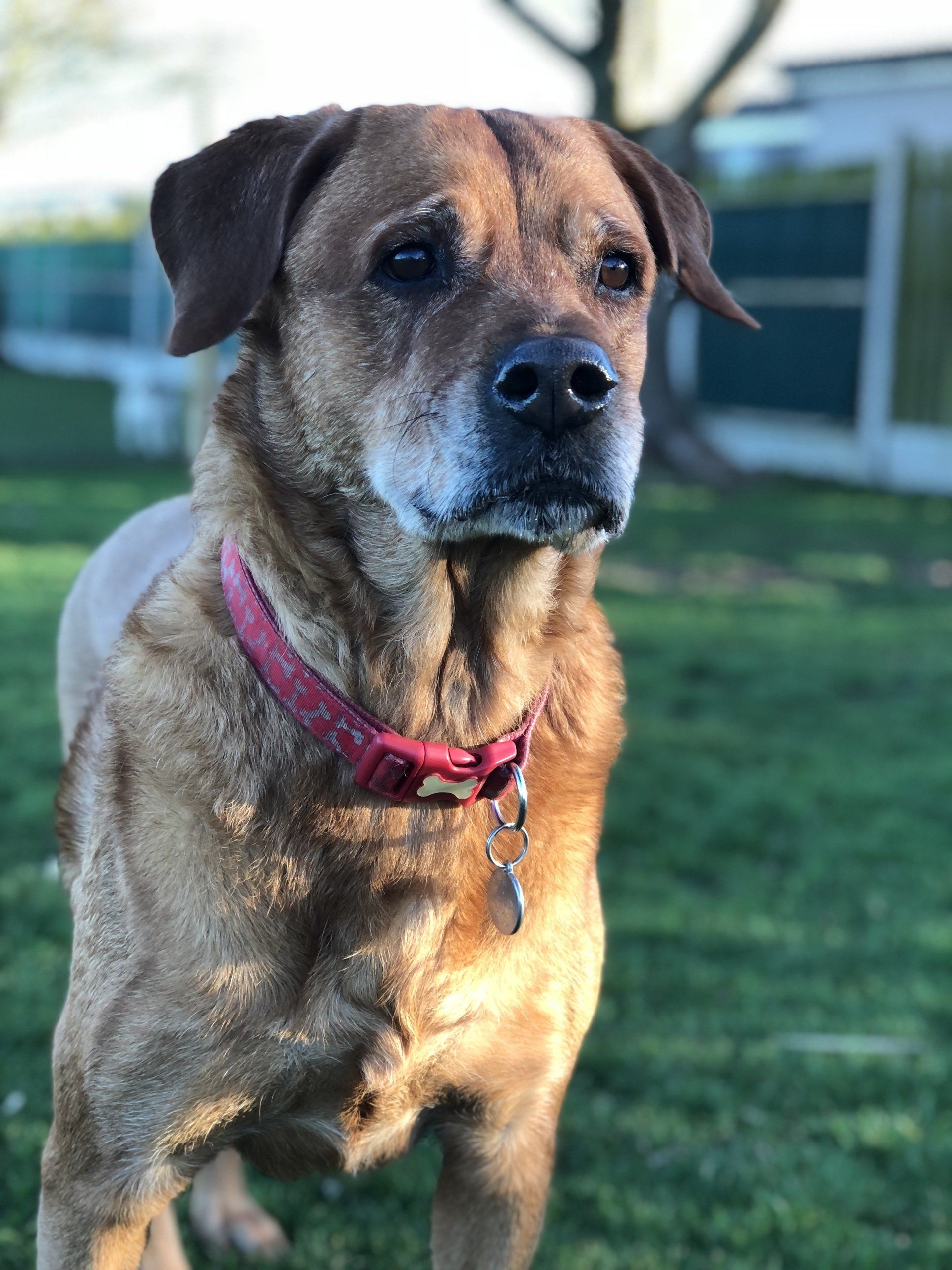 Home from home boarding kennels at Barehams Kennels in Orsett, Grays.