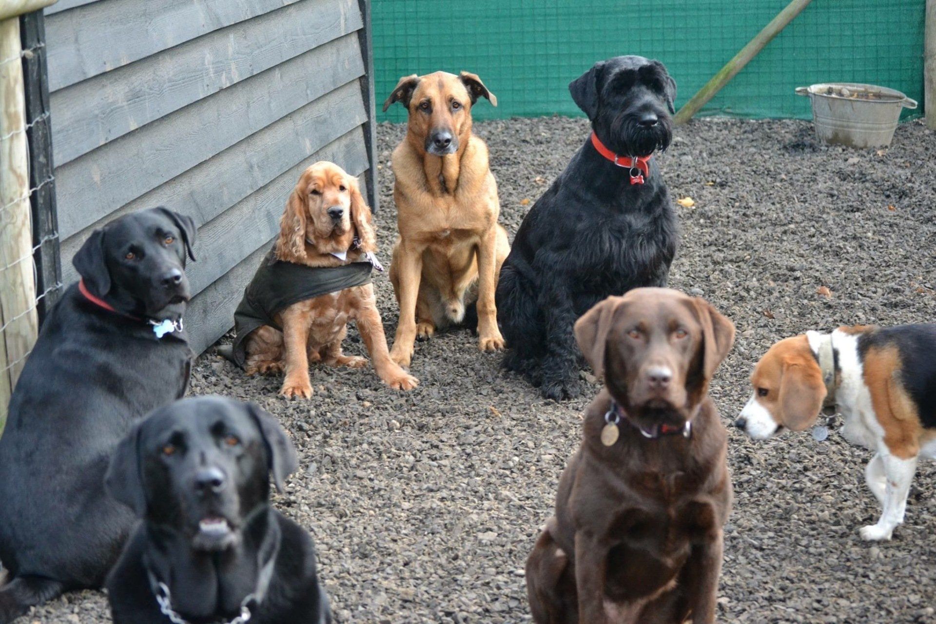 Doggy Day Care Centre for Dogs at Barehams Boarding & Daycare Centre Orsett, Grays, Thurrock