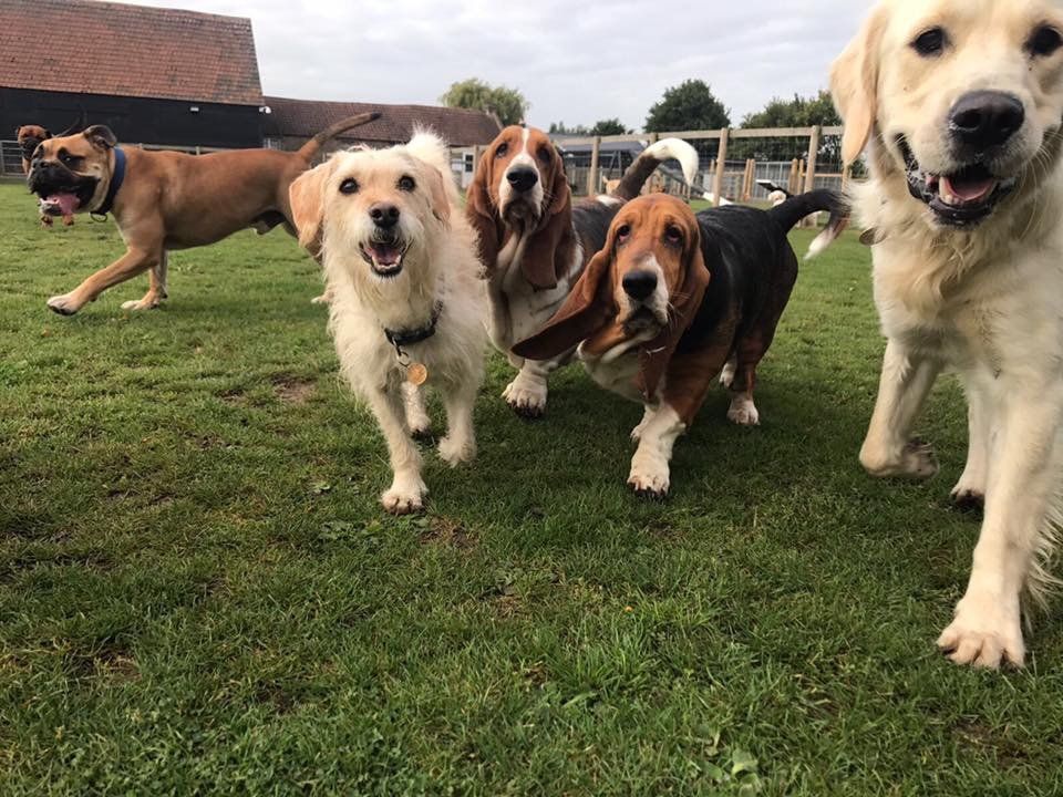 Doggy Day Care Centre for Dogs at Barehams Boarding & Daycare Centre Orsett, Grays, Thurrock