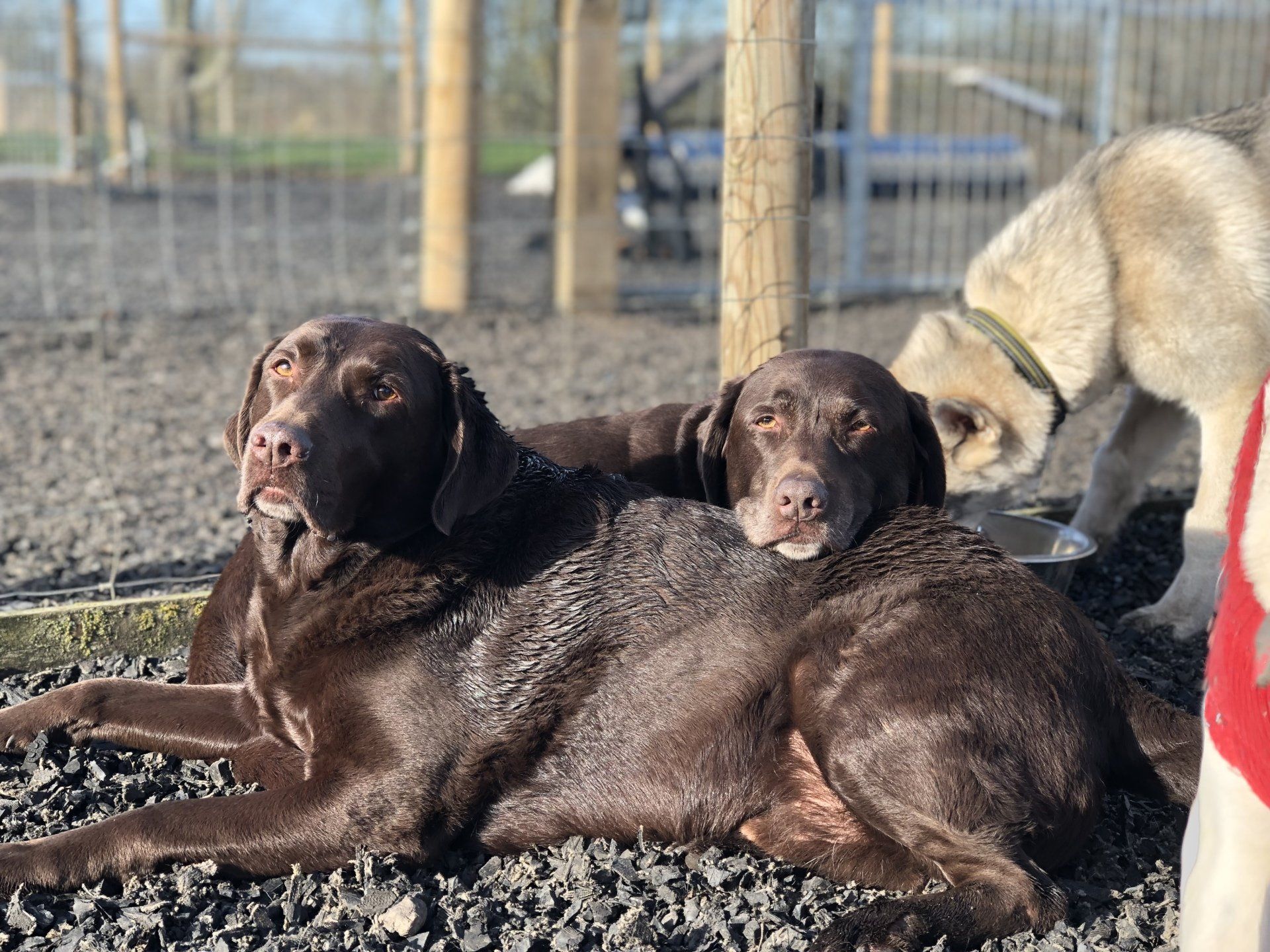 Doggy Day Care Centre for Dogs at Barehams Boarding & Daycare Centre Orsett, Grays, Thurrock