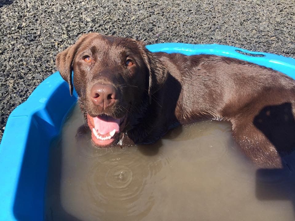 Doggy Day Care Centre for Dogs at Barehams Boarding & Daycare Centre Orsett, Grays, Thurrock