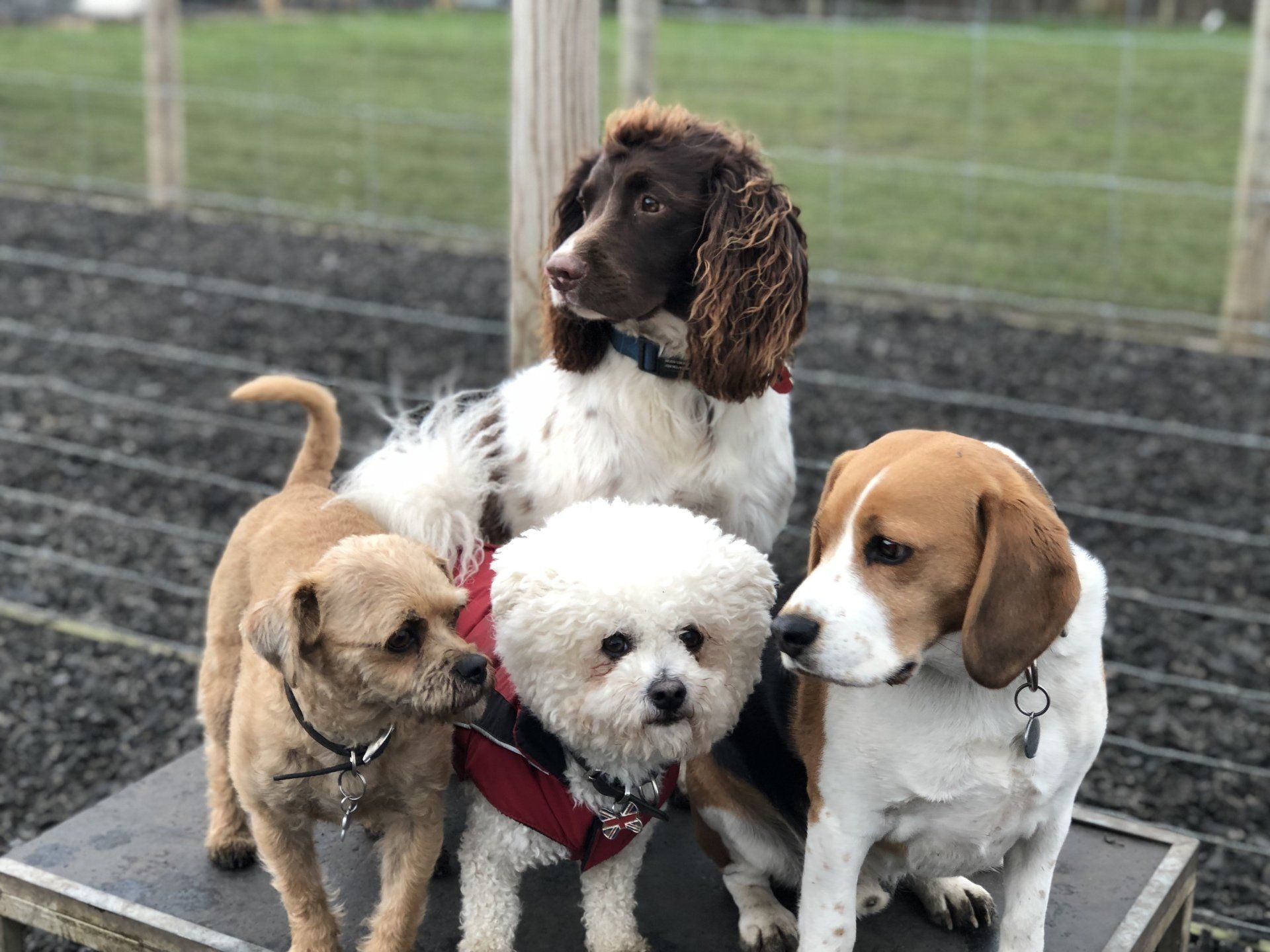 Doggy Day Care Centre for Dogs at Barehams Boarding & Daycare Centre Orsett, Grays, Thurrock